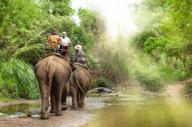 Grup turistleri Kuzey Tayland 'daki Chiang Mai ormanında file binecekler.