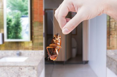 Hand holding brown cockroach on public toilet background, eliminate cockroach in toilet, Cockroaches as carriers of disease clipart