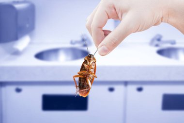 Hand holding cockroach with Kitchen Sink background, eliminate cockroach in building, apartment, house, city, Cockroaches as carriers of disease eliminated idea get rid of insects and put insect protection systems clipart