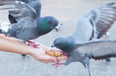 Güvercinler parkta kadın elinden yiyor, gündüz vakti parkta güvercinleri besliyor.