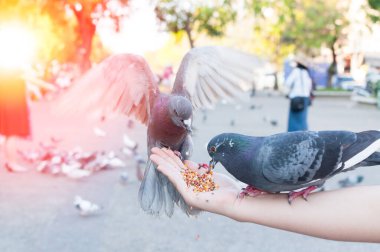 Güvercinler parkta kadın elinden yiyor, gündüz vakti parkta güvercinleri besliyor.