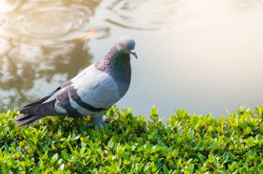 Parktaki güvercinler