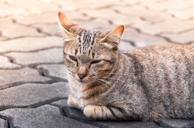 Yerde uykulu tekir kedi, kahverengi şirin kedi, yalan söyleyen kedi, rahatlatıcı kedi, dikey format, seçici odaklanma