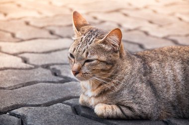 Yerde uykulu tekir kedi, kahverengi şirin kedi, yalan söyleyen kedi, rahatlatıcı kedi, dikey format, seçici odaklanma