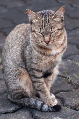 Yerde oturan uykulu tekir kedi, kahverengi şirin kedi, yalan söyleyen kedi, rahatlatıcı kedi, dikey format, seçici odaklanma