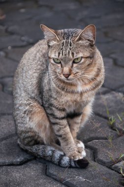 Tabby Bengal kedisi yerde oturuyor, kahverengi kedi, kedi uzanıyor, oyuncu kedi dinleniyor, dinleniyor, dikey format, seçici odaklanma