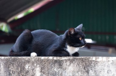 Çitin üstünde siyah bir kedi, Siyah bir hayvan portresi