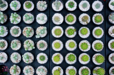 Kaktüs küçük bir tencerede birçok çeşidi vardır. Bir çok küçük çömlek görünümüne yerleştirilmiş