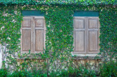 Kapalı ahşap pencere, sarmaşık, ahşap pencere ve duvarda yeşil sarmaşık bitkisi olan bir duvar.