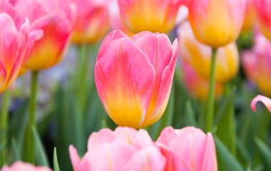 Renkli pembe laleler çiçekler, lalelerin çiçek açması bahçedeki güzel laleler.