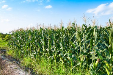 Açık bir günde mısır tarlası, tarım arazisindeki mısır ağacı mavi bulutlu gökyüzü