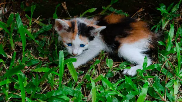 정원에서 공원에서 귀여운 줄무늬 고양이 — 스톡 사진