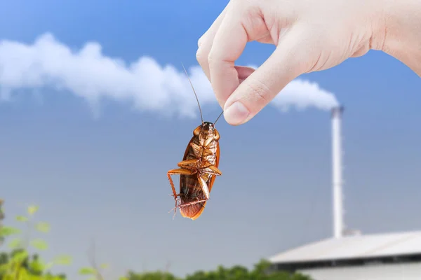 Hand Holding Kakkerlak Met Fabrieksgebouw Industrie Achtergrond Elimineren Kakkerlak Fabriek — Stockfoto