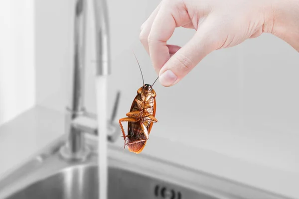 Hand Holding Cockroach Kitchen Sink Background Eliminate Cockroach Building Apartment — Stock Photo, Image