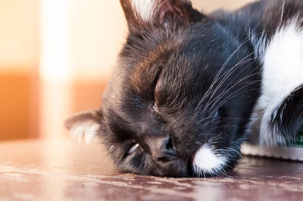 Kara Kedi Toplumda Uyur — Stok fotoğraf