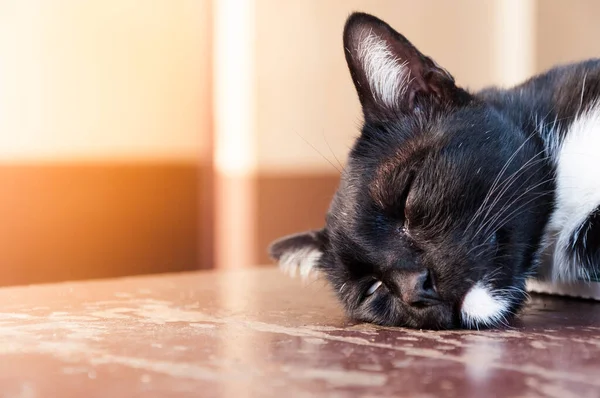 Kara Kedi Toplumda Uyur — Stok fotoğraf