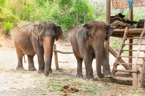 Słoń Azjatycki Chronionym Parku Przyrody Pobliżu Chiang Mai Północnej Tajlandii — Zdjęcie stockowe