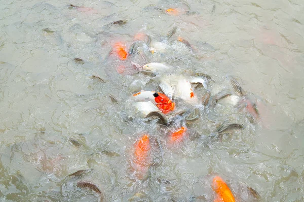 Όμορφη Κυπρίνο Koi Ψάρια Που Κολυμπούν Στη Λίμνη Στον Κήπο — Φωτογραφία Αρχείου