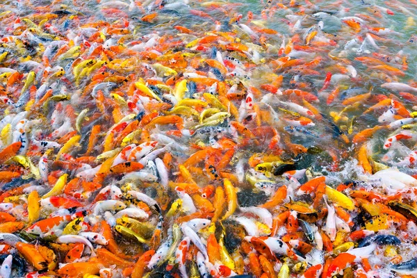 Beautiful Carp Koi Fish Swimming Pond Garden — Stock Photo, Image