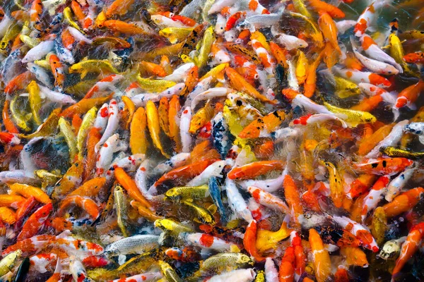 Пруду Саду Плавает Рыба Карп Кой — стоковое фото