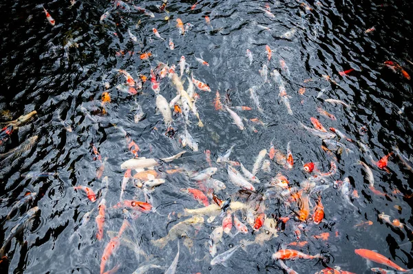 Schöne Karpfen Koi Fische Schwimmen Teich Garten — Stockfoto
