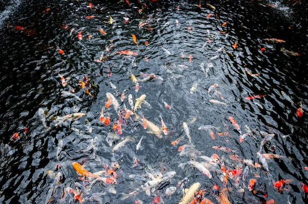 Belos Peixes Carpa Koi Nadando Lagoa Jardim — Fotografia de Stock