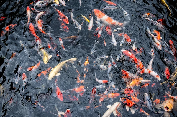Beautiful Carp Koi Fish Swimming Pond Garden — Stock Photo, Image