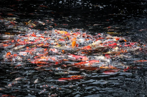 Belos Peixes Carpa Koi Nadando Lagoa Jardim — Fotografia de Stock