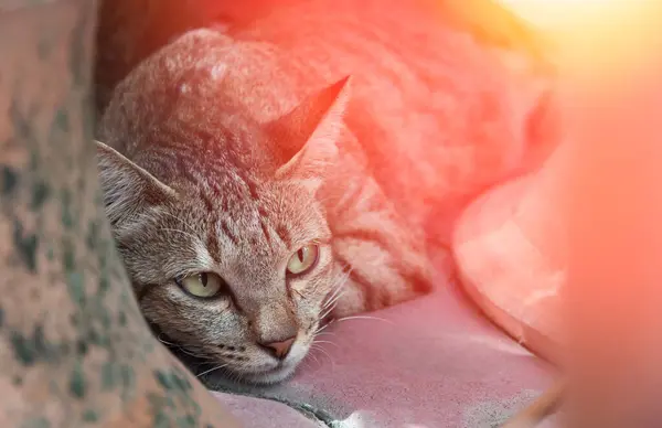 Όμορφη Γάτα Μάτια Αναζητούν Καφέ Χαριτωμένη Γάτα Γάτα Βρίσκεται Παιχνιδιάρικο — Φωτογραφία Αρχείου
