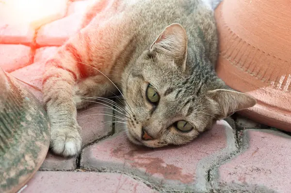 Güzel Gözlü Kedi Kahverengi Kedi Sevimli Kedi Yalan Söyleyen Kedi — Stok fotoğraf