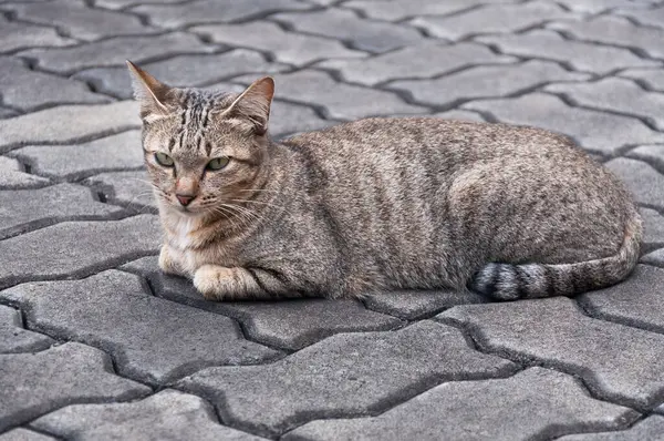 눈으로 고양이 귀여운 고양이 고양이 거짓말 고양이 — 스톡 사진