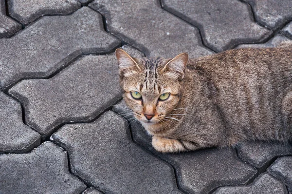Όμορφη Γάτα Μάτια Αναζητούν Καφέ Χαριτωμένη Γάτα Γάτα Βρίσκεται Παιχνιδιάρικο — Φωτογραφία Αρχείου