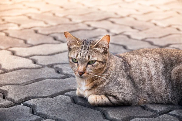 Schöne Katze Mit Augen Sehend Braun Nette Katze Katze Liegend — Stockfoto