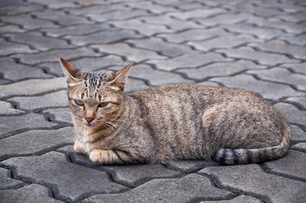 눈으로 고양이 귀여운 고양이 고양이 거짓말 고양이 — 스톡 사진