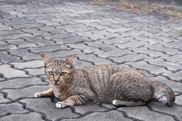 Piękny Kot Oczami Patrząc Brązowy Ładny Kot Kot Kłamie Zabawny — Zdjęcie stockowe