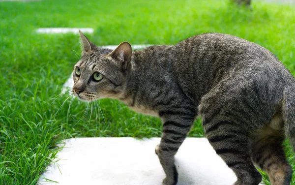 Bellissimo Gatto Con Gli Occhi Guardando Erba Verde Marrone Carino — Foto Stock