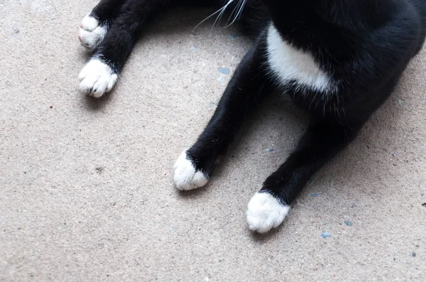 Μαύρο Και Άσπρο Πόδι Γάτας Που Βρίσκεται Στο Πάτωμα Πόδι — Φωτογραφία Αρχείου