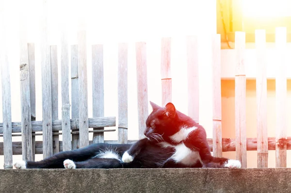 Schwarze Katze Entspannt Sich Auf Zaun Tierporträt Schwarzes Kätzchen — Stockfoto