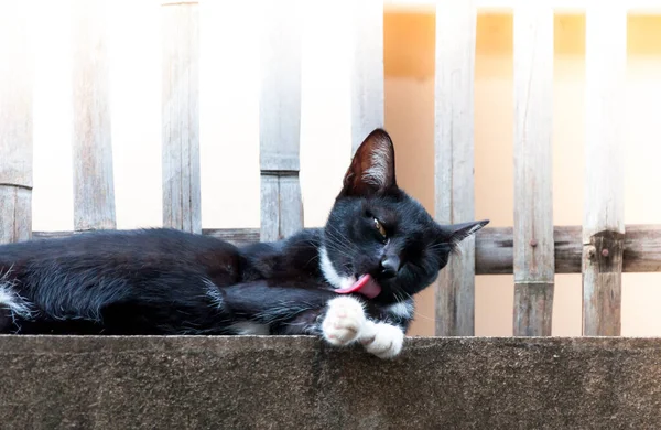 Чорний Кіт Сидить Лизає Ногу Паркані Тваринний Портрет Чорний Кошеня — стокове фото