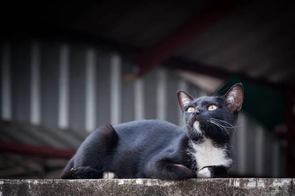 고양이는 콘크리트 선택적인 초점에 전망을 Crouched 앉습니다 — 스톡 사진