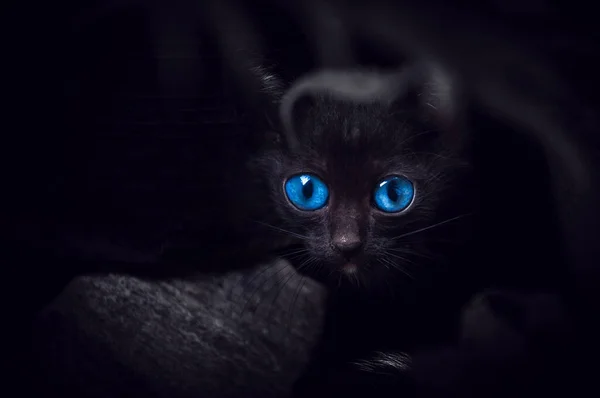 Svart Katt Med Vackra Blå Ögon Djur Porträtt Svart Kattunge — Stockfoto