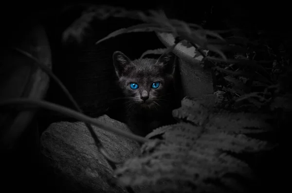 아름다운 고양이 초상화 고양이 — 스톡 사진