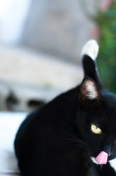 Schwarze Süße Katze Sitzt Und Leckt Ihre Nase Zaun Tierporträt — Stockfoto