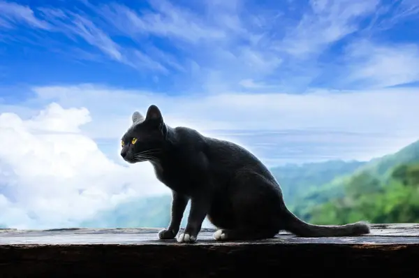 발코니 고양이 배경으로 측면을 — 스톡 사진
