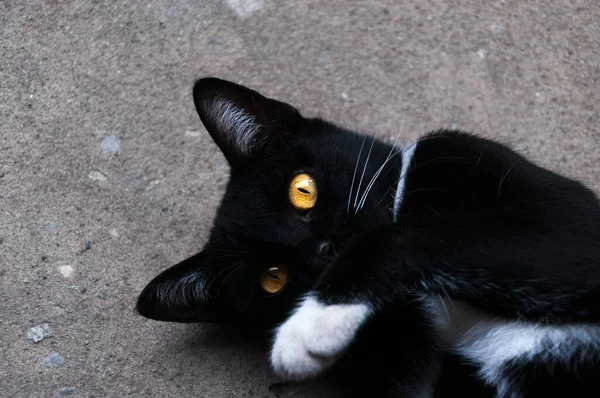 Bombay Czarny Kot Żółty Oko Relaks Podłodze — Zdjęcie stockowe