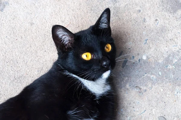 Bombay Czarny Kot Żółty Oko Relaks Podłodze — Zdjęcie stockowe