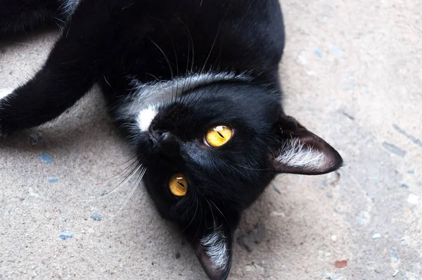 Bombay Schwarze Katze Gelbes Auge Entspannen Auf Dem Boden — Stockfoto