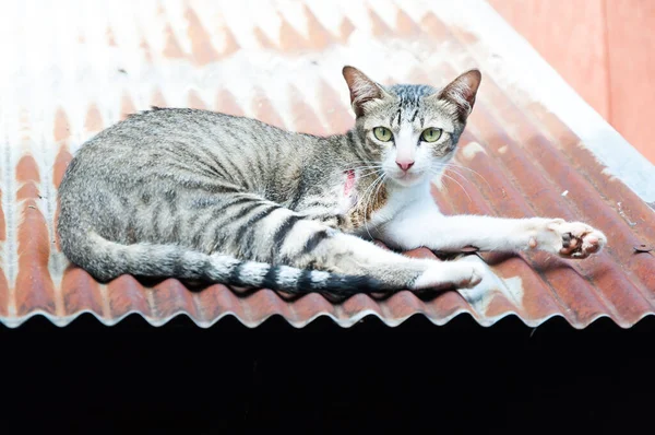 Cat Una Ferita Sul Tetto Latta Calda — Foto Stock