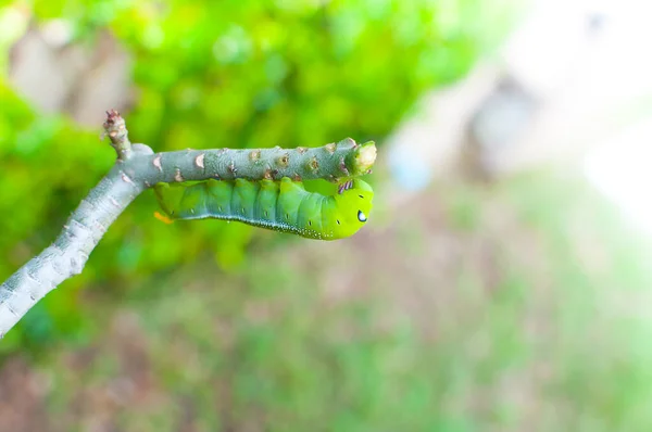 Caterpillar Σκουλήκι Τρώει Φύλλα Φύση Στον Κήπο — Φωτογραφία Αρχείου