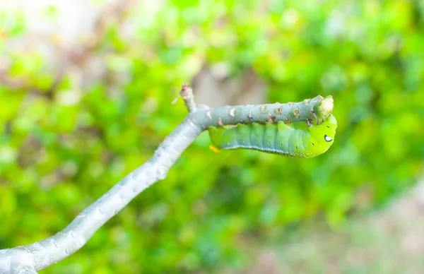 Gąsienica Robak Jedzenie Liści Natury Ogrodzie — Zdjęcie stockowe